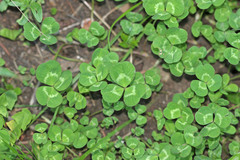 Trifolium repens repens