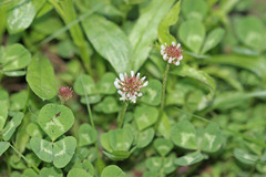 Trifolium repens repens