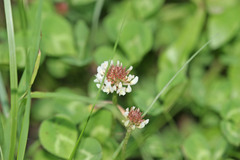 Trifolium repens repens