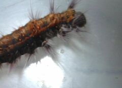 Bombycopsis capicola