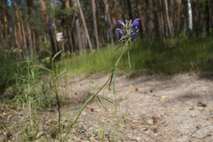 Dracocephalum ruyschiana