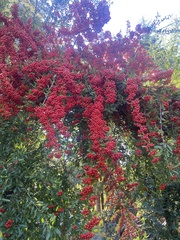Pyracantha