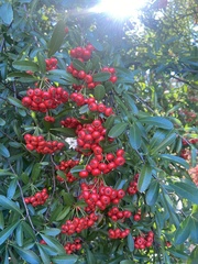 Pyracantha