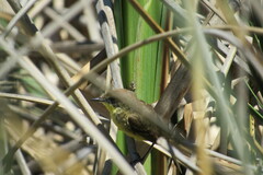 Pseudocolopteryx flaviventris