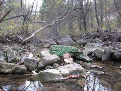 Conocephalum conicum