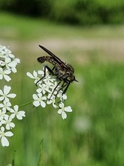 Empis tessellata
