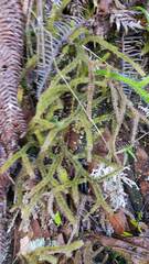 Dacrydium
