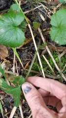 Geum laciniatum