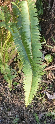 Nephrolepis rivularis, photograph 5