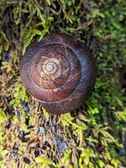 Monadenia infumata