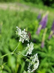 Empis tessellata