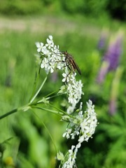 Empis tessellata