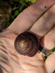 Monadenia infumata