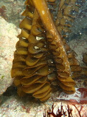 Undaria pinnatifida