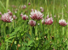 Trifolium variegatum