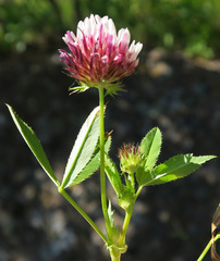 Trifolium variegatum