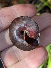 Monadenia infumata