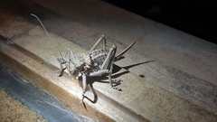 Hetrodes pupus