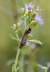 Condica albigera