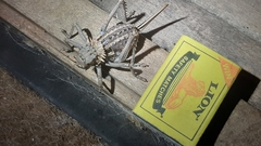 Hetrodes pupus