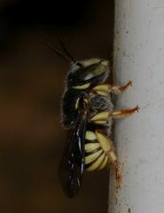 Micranthidium