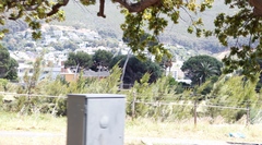 Casuarina cunninghamiana