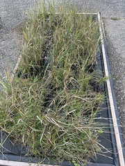 Matricaria