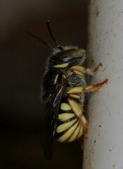 Micranthidium
