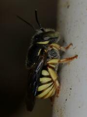 Micranthidium