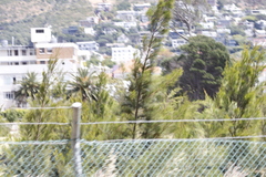 Casuarina cunninghamiana