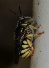 Micranthidium