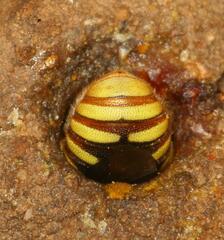 Micranthidium
