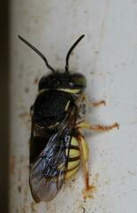 Micranthidium