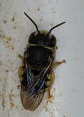 Micranthidium