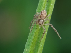 Philodromus