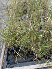 Panicum repens