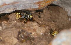 Micranthidium