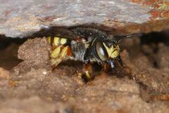 Micranthidium