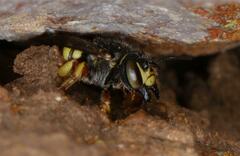 Micranthidium