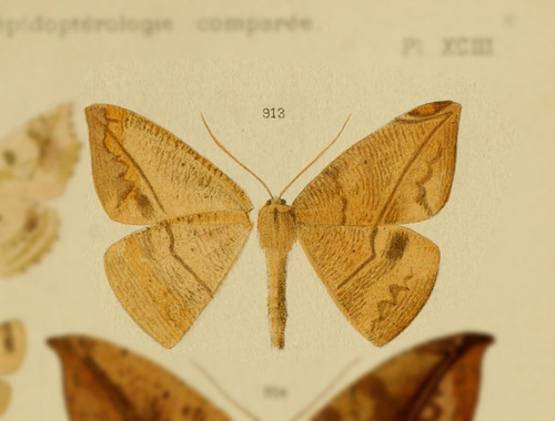 Oxydia nimbata
