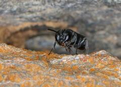 Micranthidium