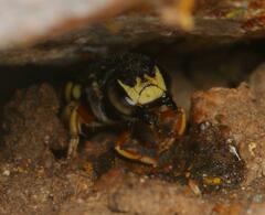 Micranthidium