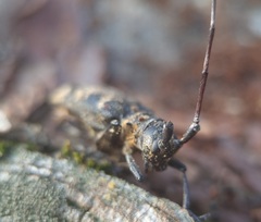 Monochamus galloprovincialis
