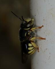 Micranthidium