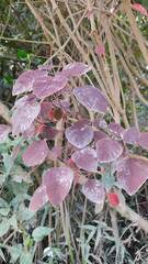 Euphorbia cotinifolia