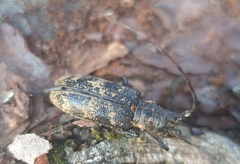 Monochamus galloprovincialis