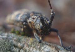 Monochamus galloprovincialis