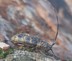 Monochamus galloprovincialis