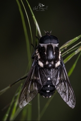 Scaptia