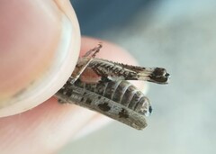 Dociostaurus genei genei